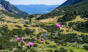 Blühende Disteln im Vordergrund, im Hintergrund ein malerisches Tal mit einem Bach und grünen Hängen im Gebirge in Bulgarien.